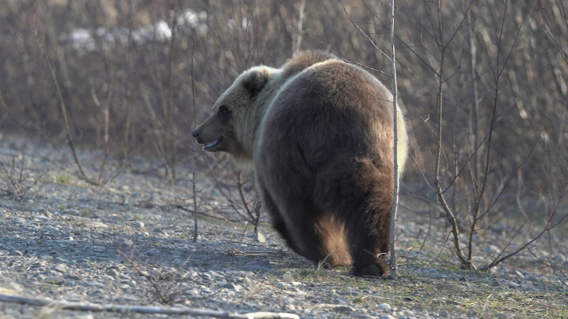 可怕的棕熊在春天的石头上行走寻找食物视频的预览图