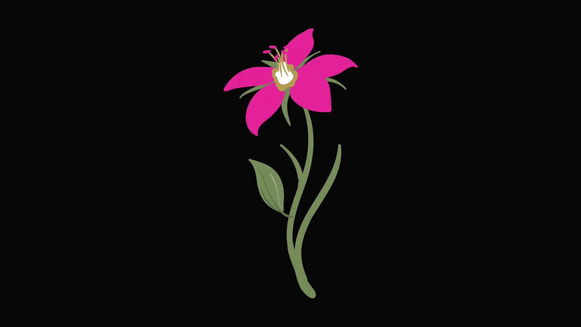 mg动态花朵生长视频素材视频的预览图