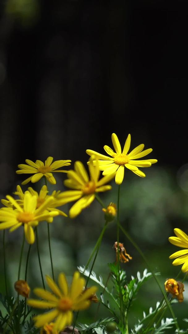 园内黄金菊升格实拍视频视频的预览图