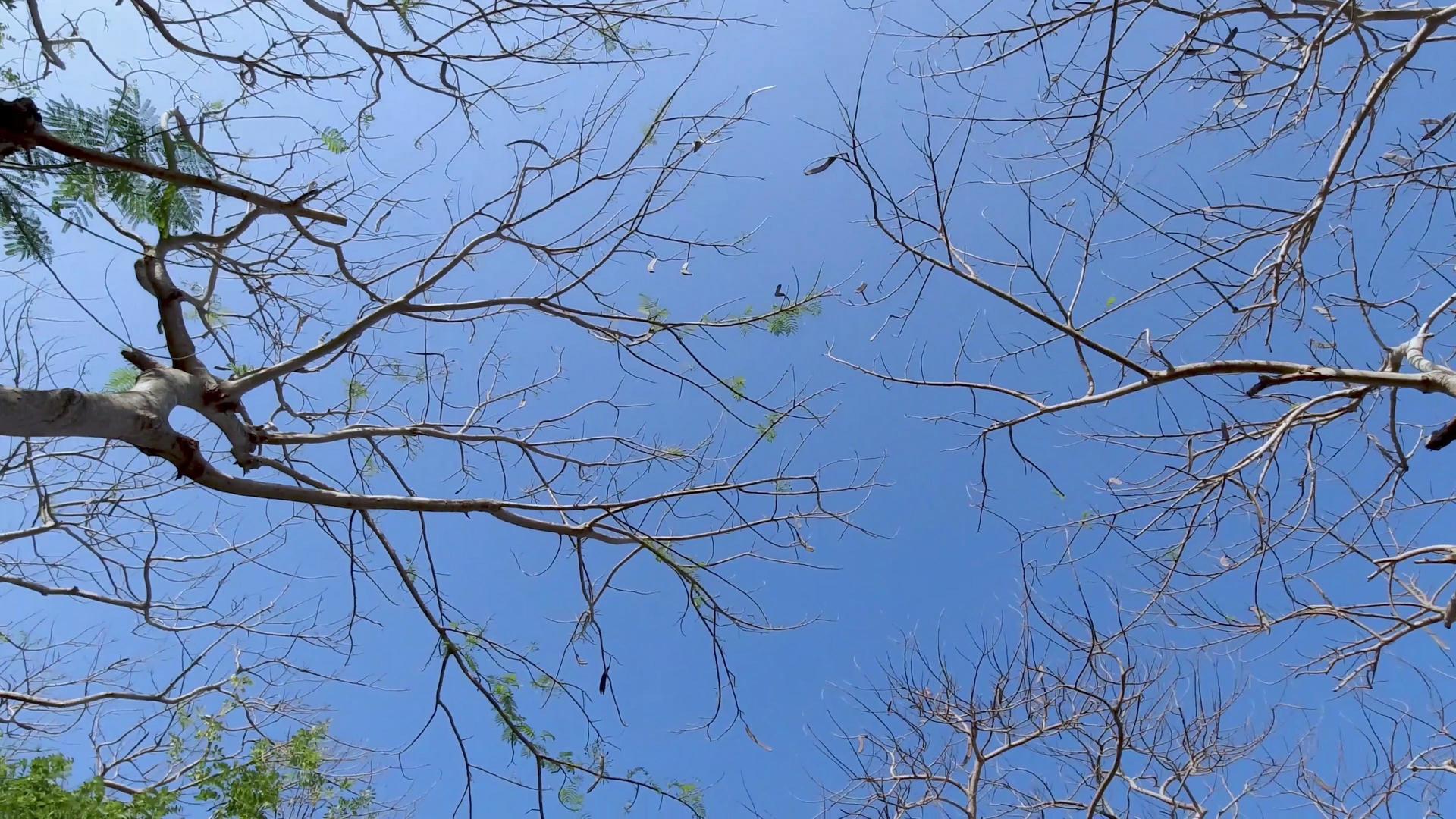 户外蓝天下的树枝实拍4K视频视频的预览图