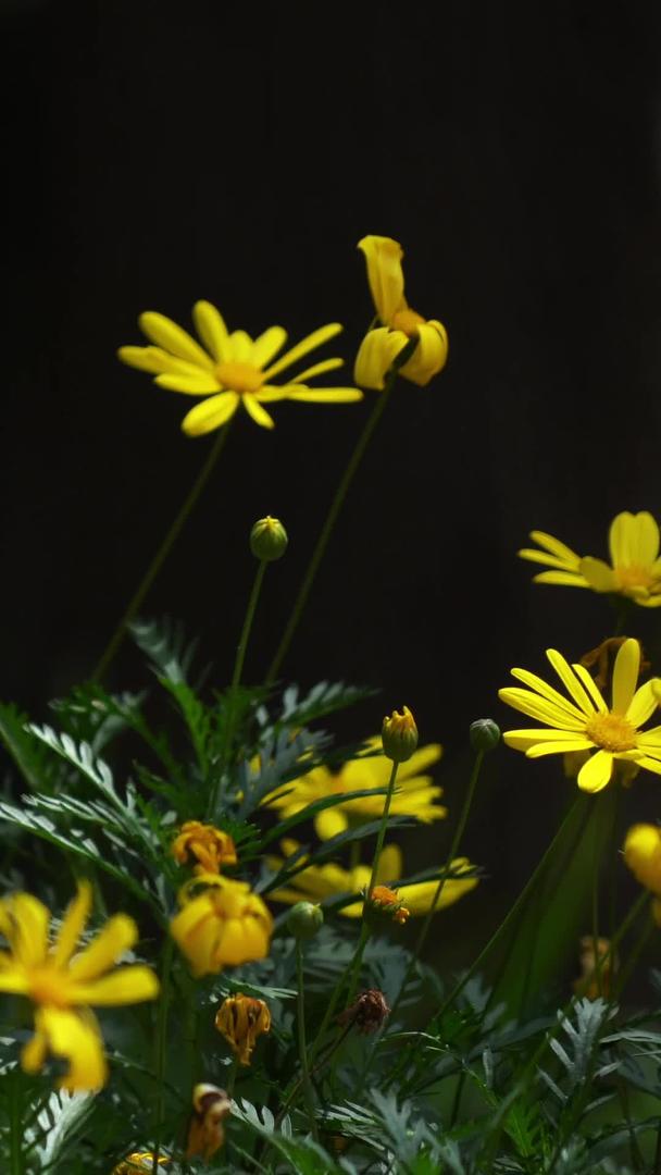 园内黄金菊升格实拍视频视频的预览图