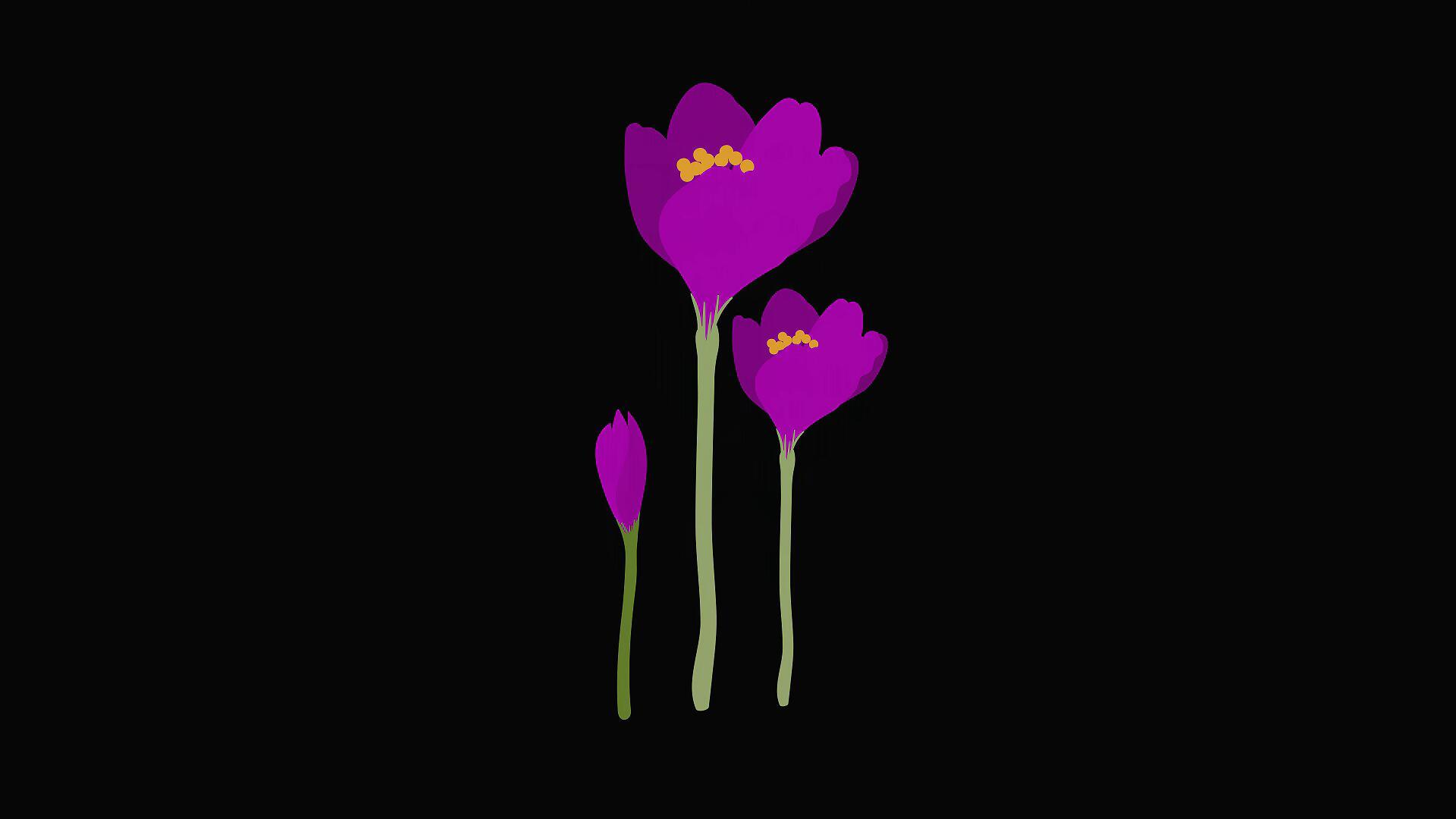 mg动态紫色花朵生长视频素材视频的预览图