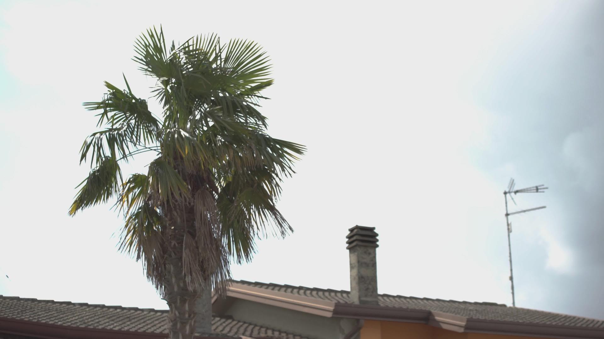 两山之间有椰枣树视频的预览图