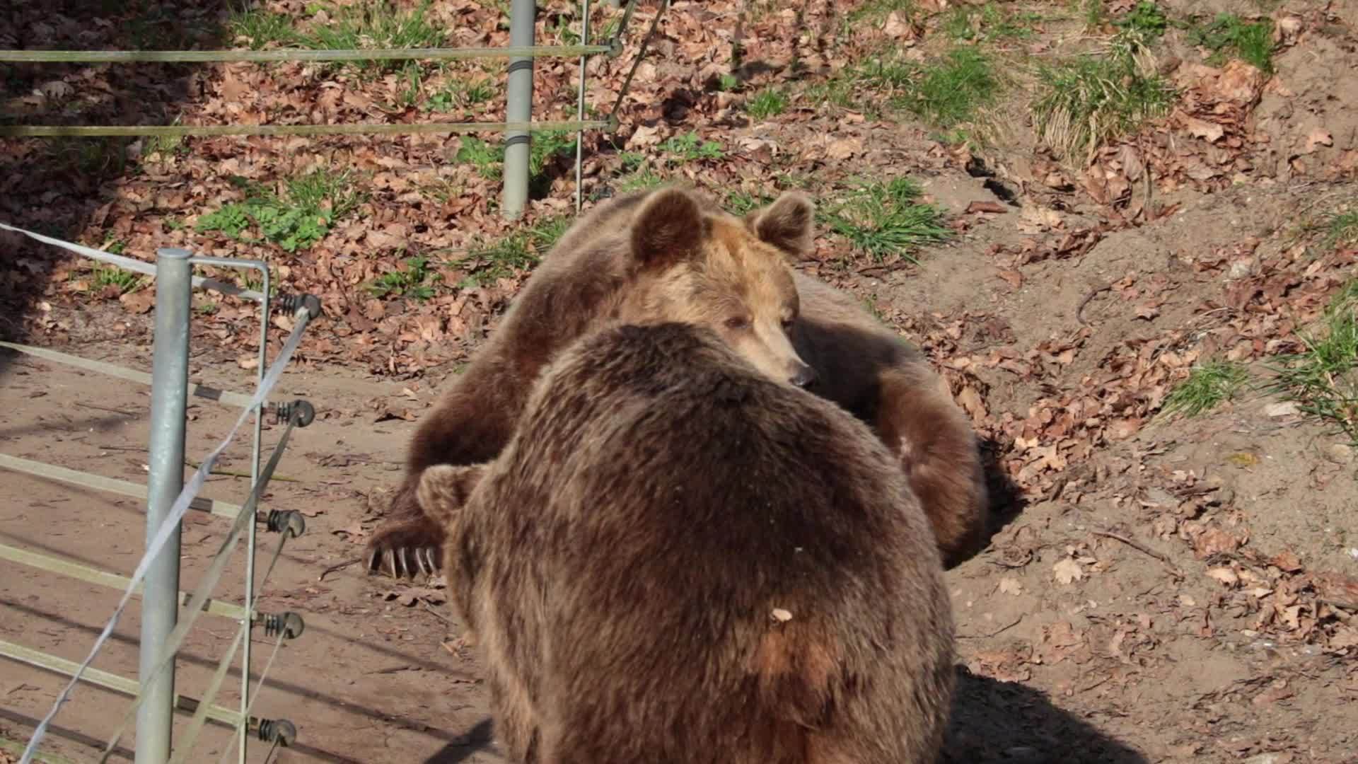 成年熊在森林里缝合视频的预览图