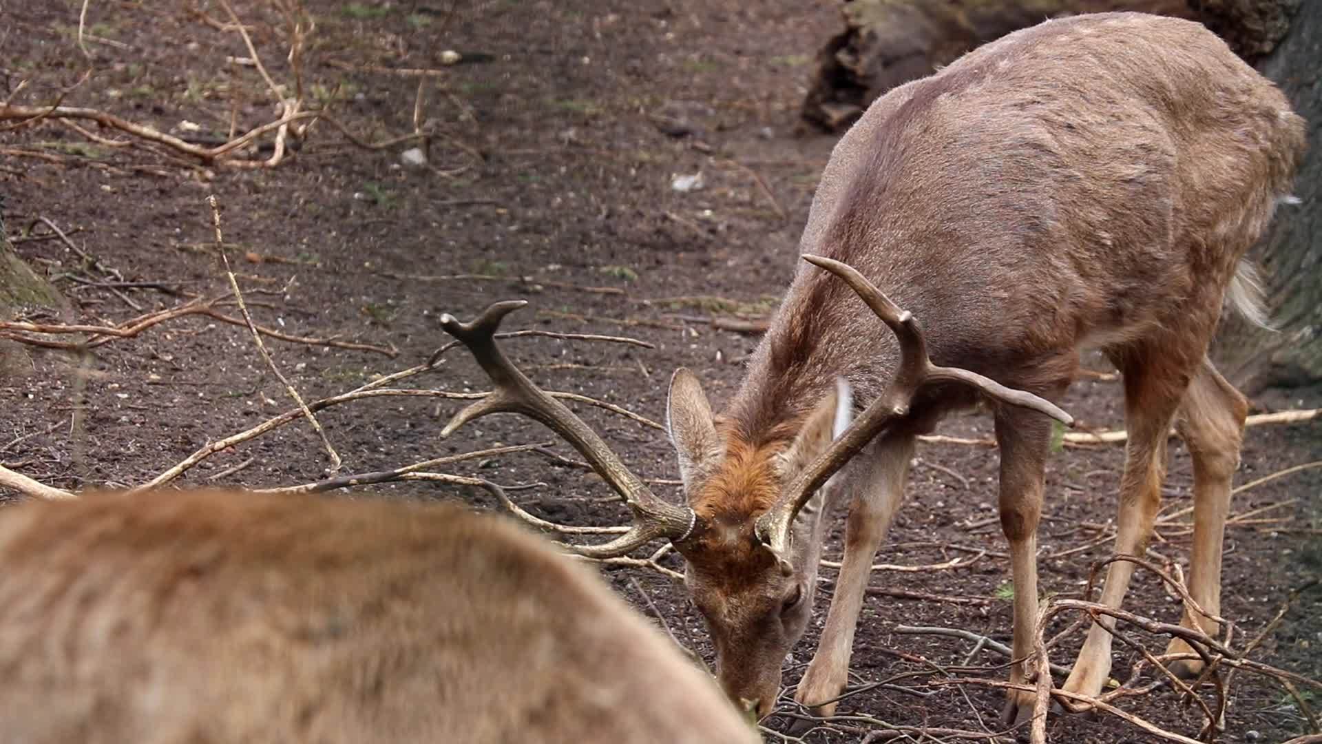 一只成年鹿在地上寻找食物视频的预览图