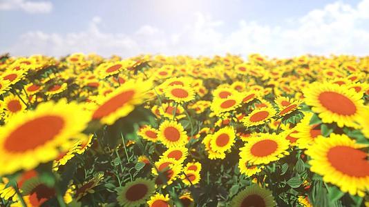 晴朗阳光向日葵自然植物场景循环动画视频的预览图