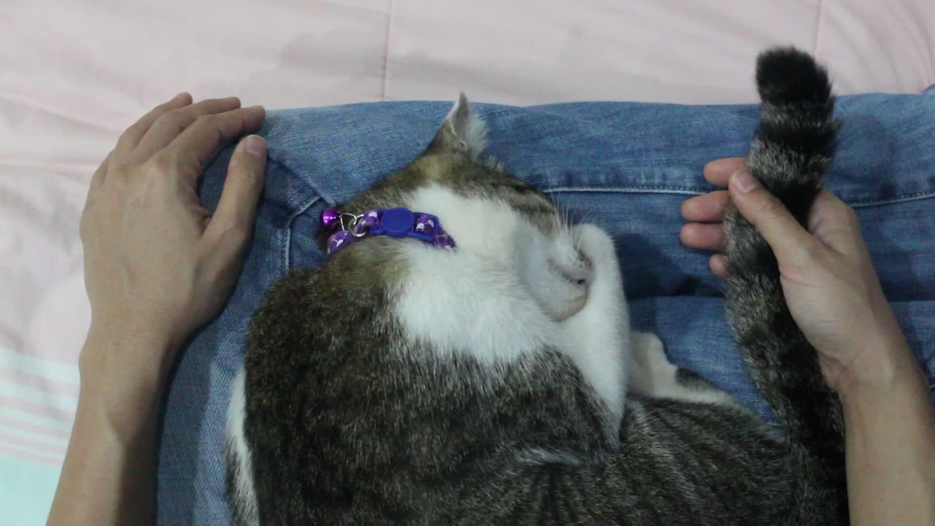 猫睡在女性大腿上视频的预览图