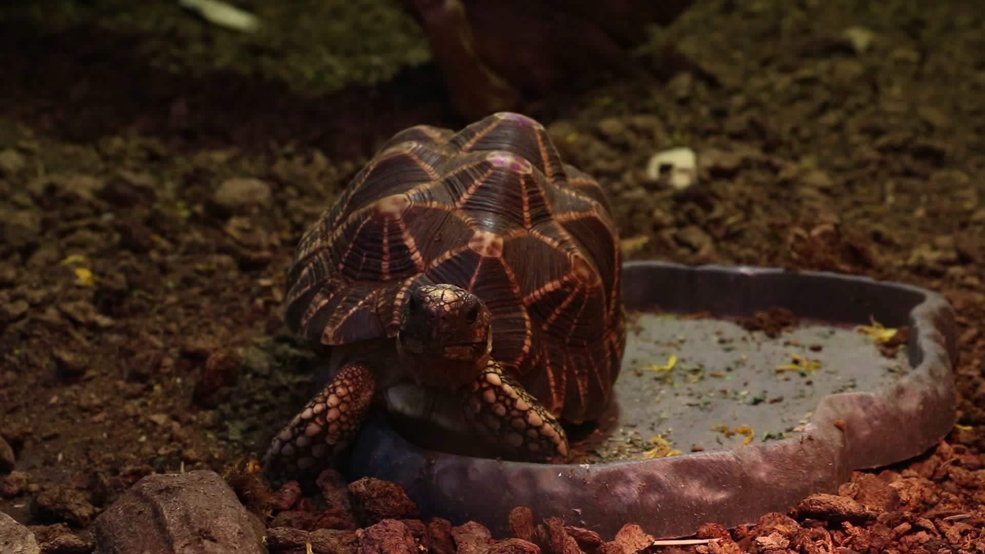 在成年海龟上缝合和呼吸视频的预览图