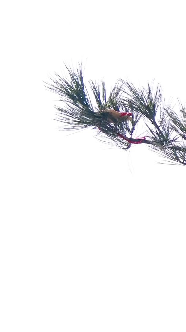 树枝上的祈愿牌视频的预览图