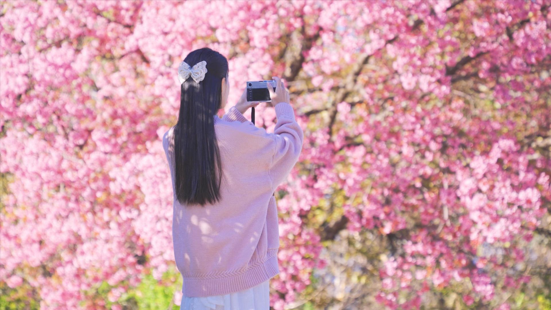 4K升级少女在樱花树下拍照视频的预览图
