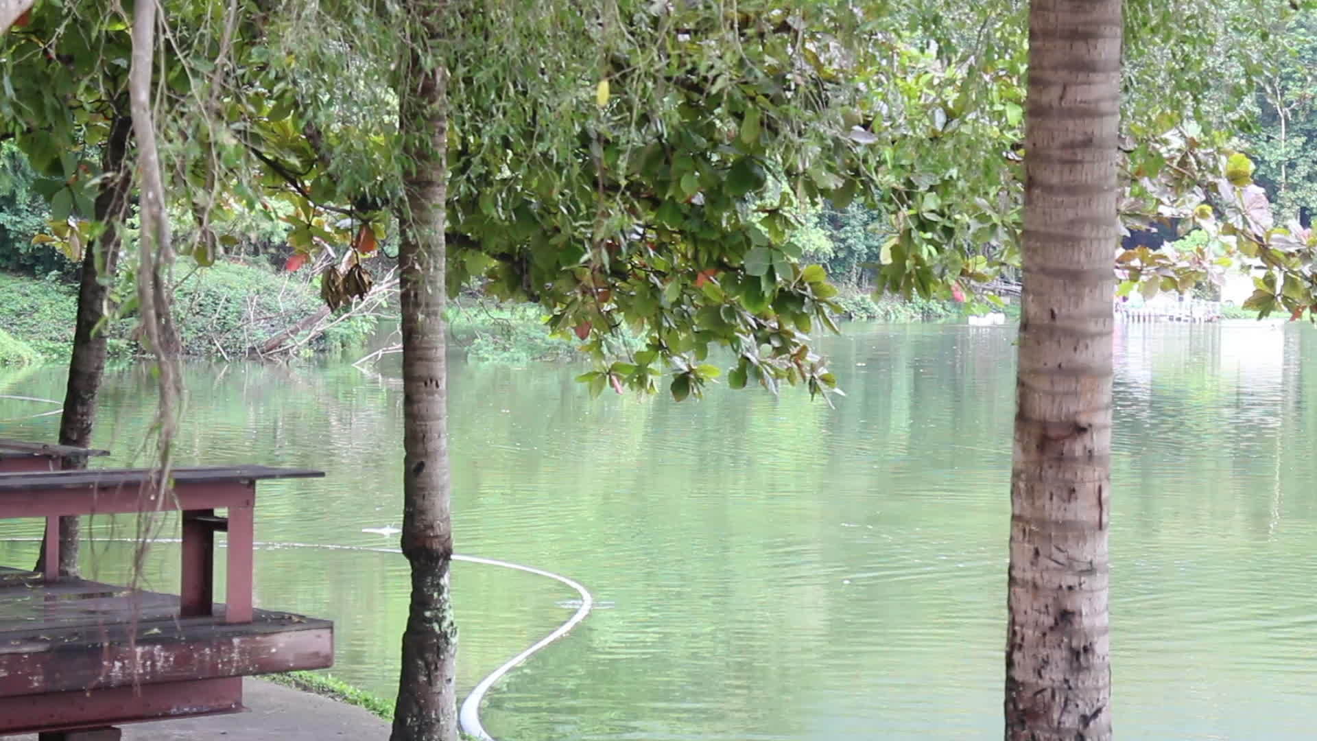 绿色自然的山湖码头视频的预览图