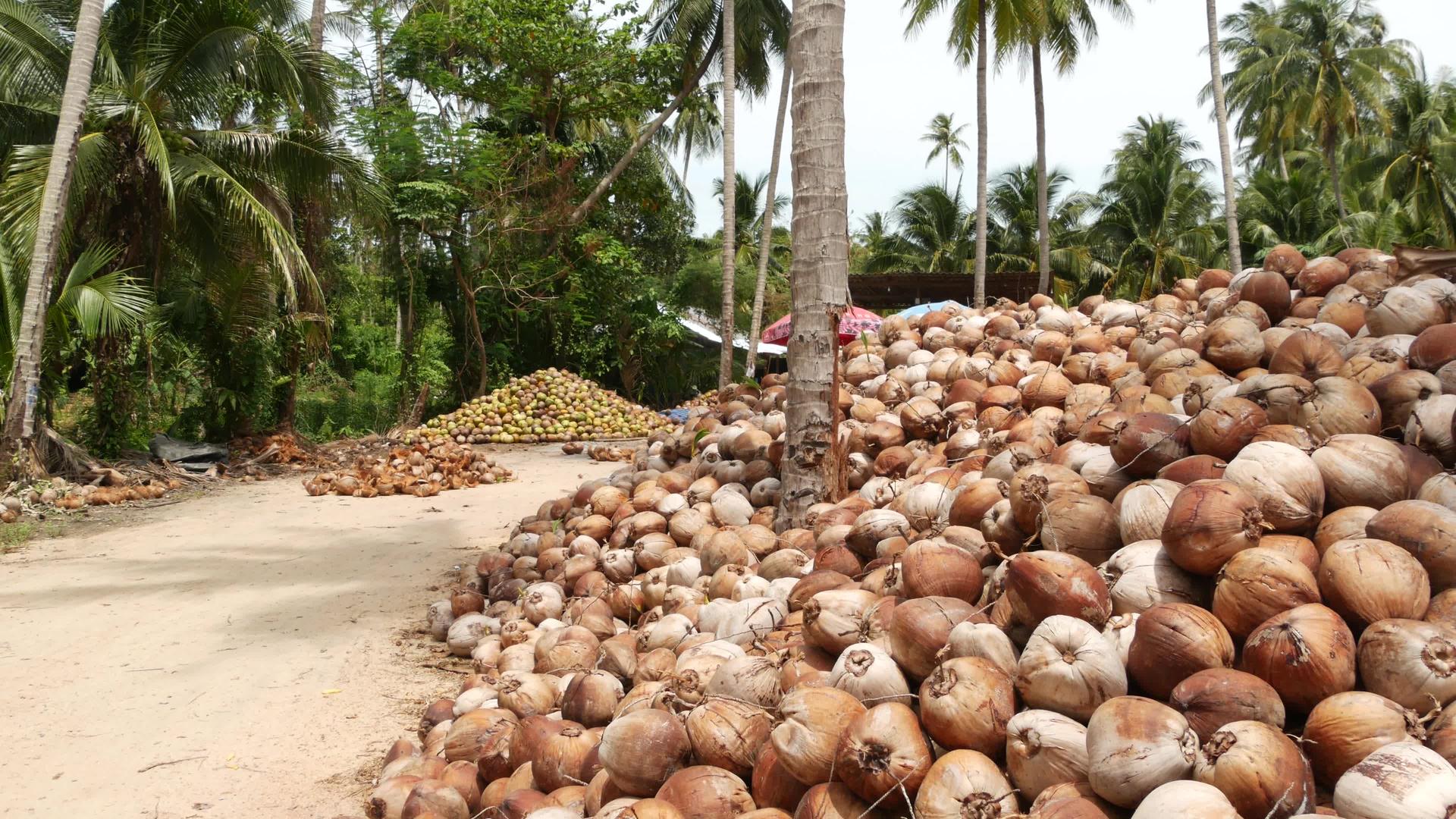 椰子农场的坚果可以用来生产大量成熟的分类椰子和纸浆视频的预览图