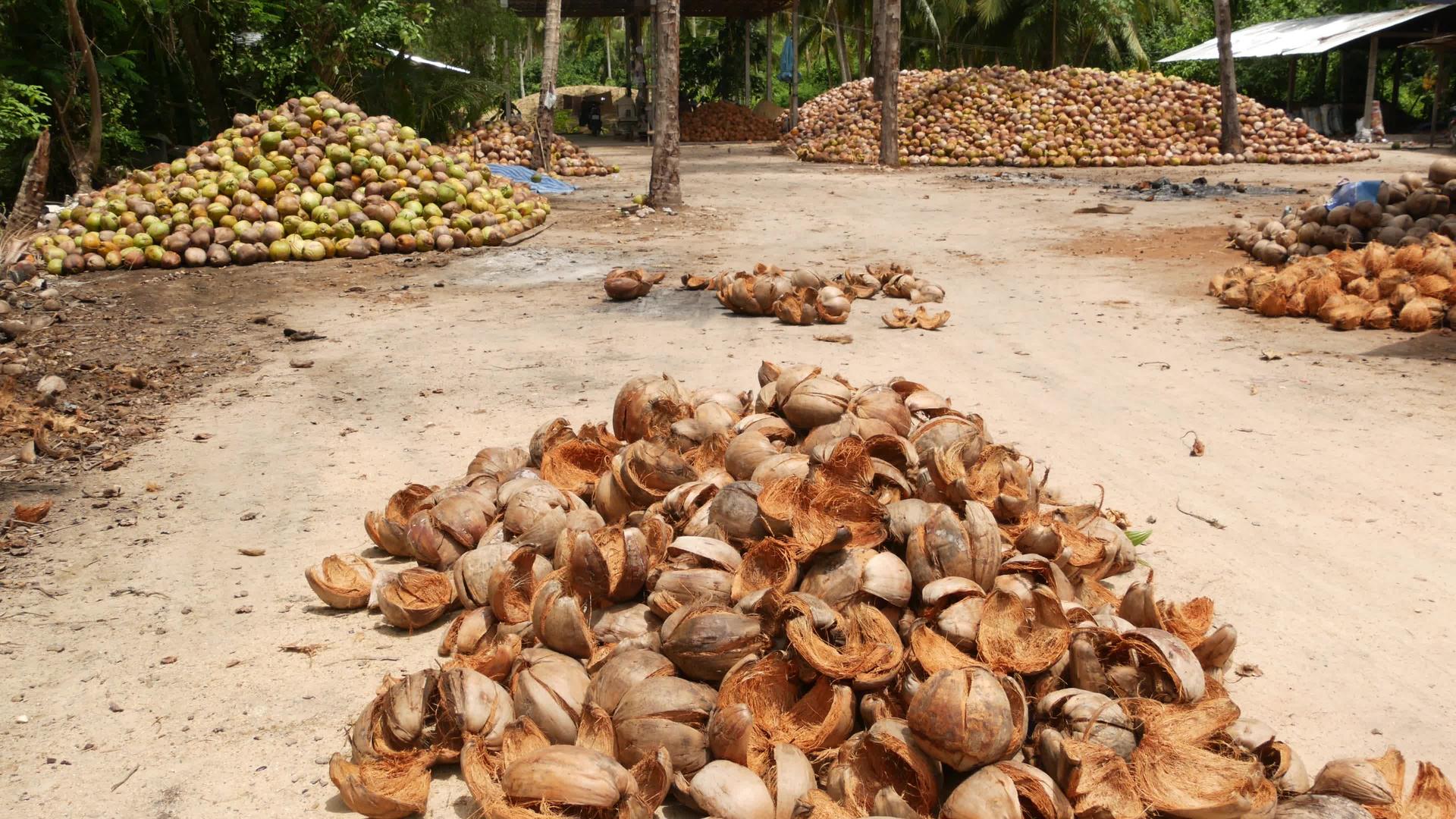 椰子农场有椰子可以用来生产油和纸浆视频的预览图