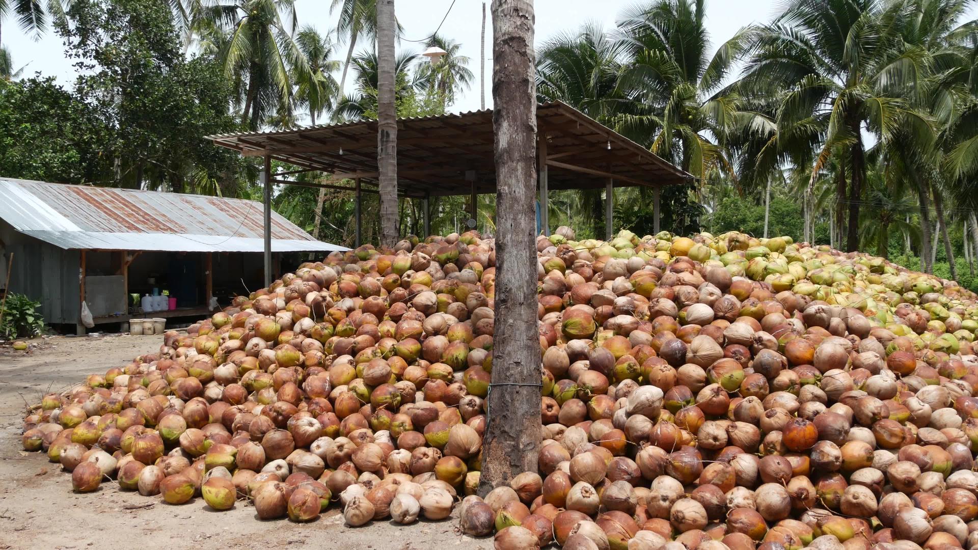 椰子农场的坚果可以用来生产大量成熟的分类椰子和纸浆视频的预览图