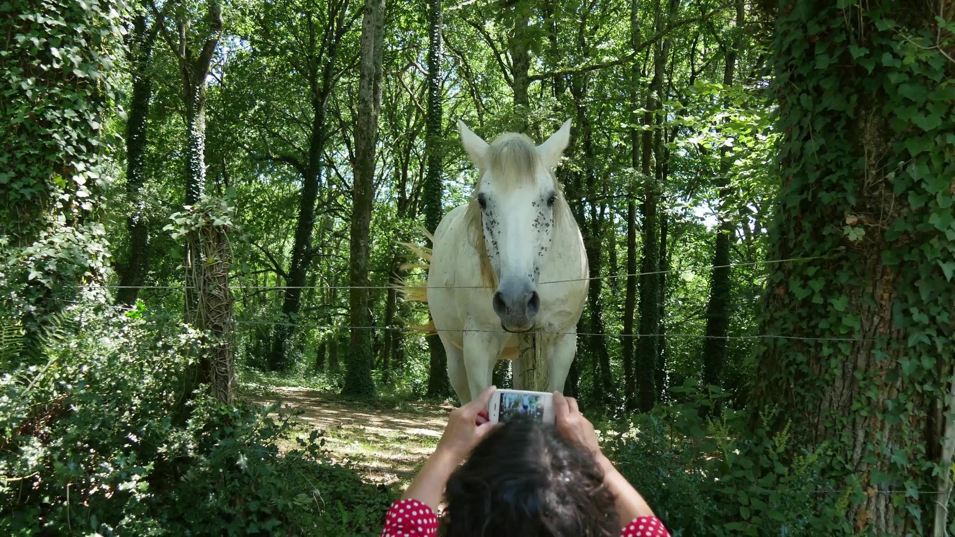 一个女人拍了一匹白马的照片视频的预览图