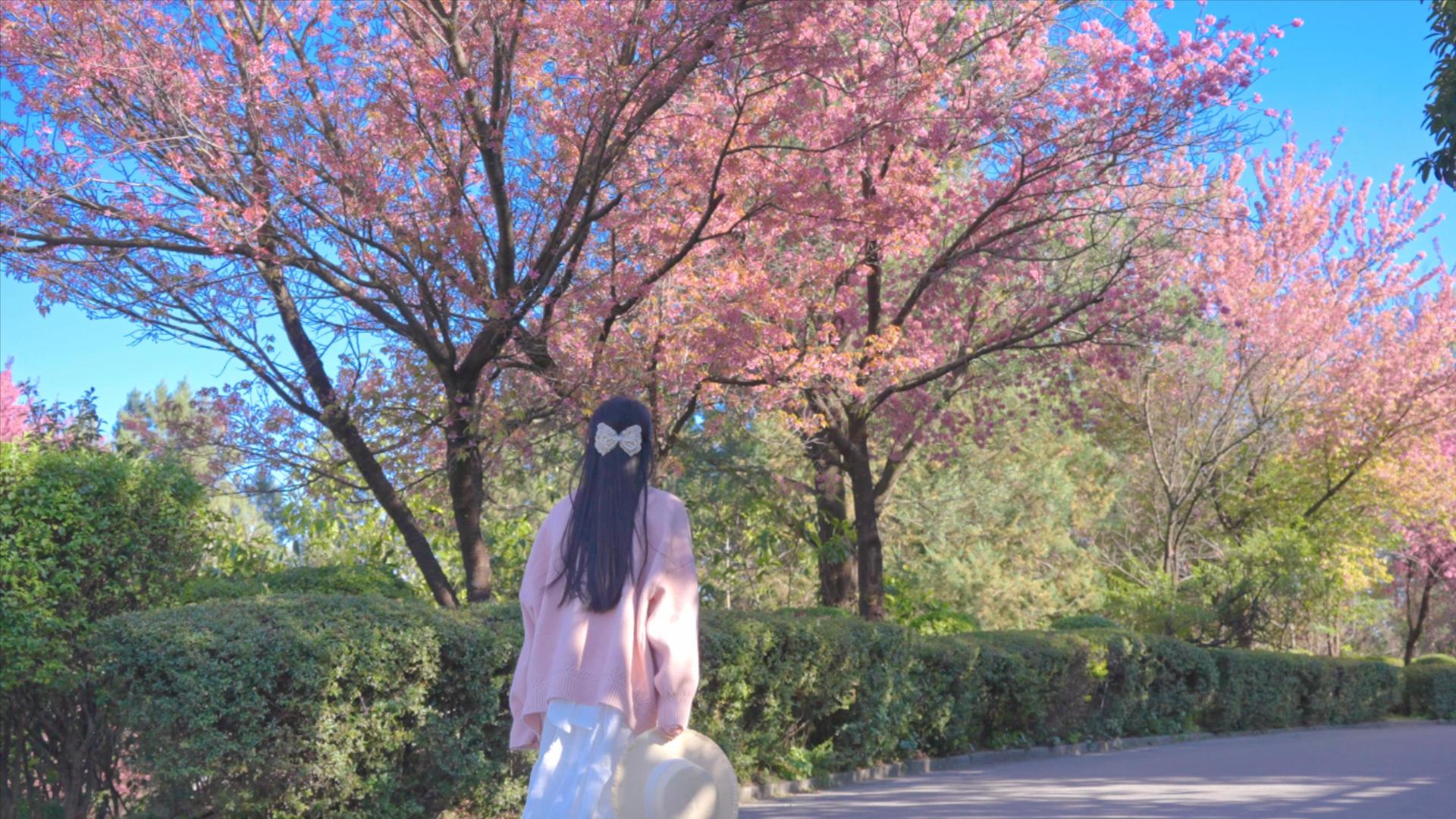 升级4K漫步在樱花树下的少女树下视频的预览图