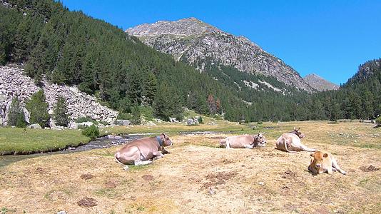 美丽的比利牛躺在高山草原上西班牙加泰罗尼亚视频的预览图