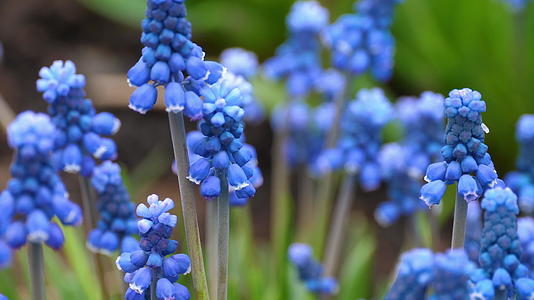 第一朵蓝春花靠近一朵花视频的预览图