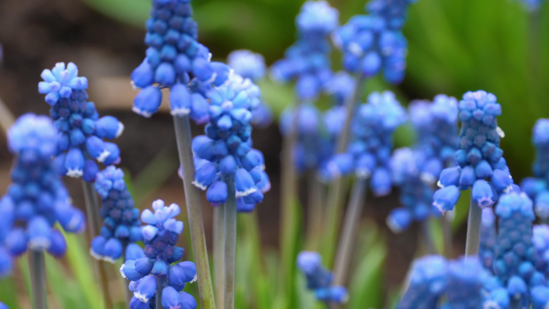 蓝春花紧贴一朵花视频的预览图