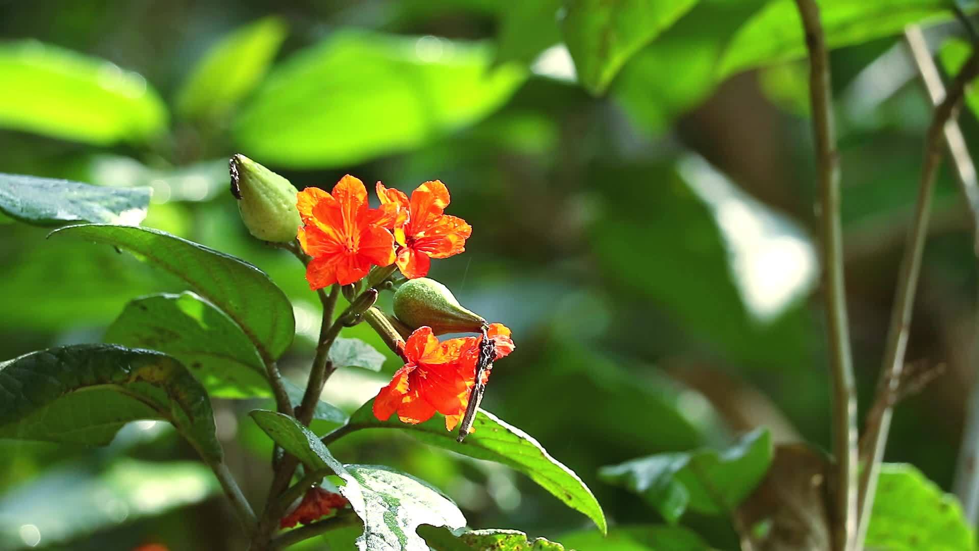 在树上开花在绿色花园下雨果冻树或丁柳橙色的花视频的预览图