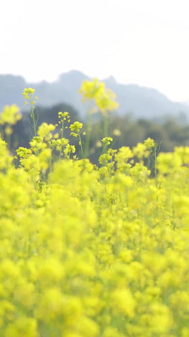 春季油菜花视频的预览图