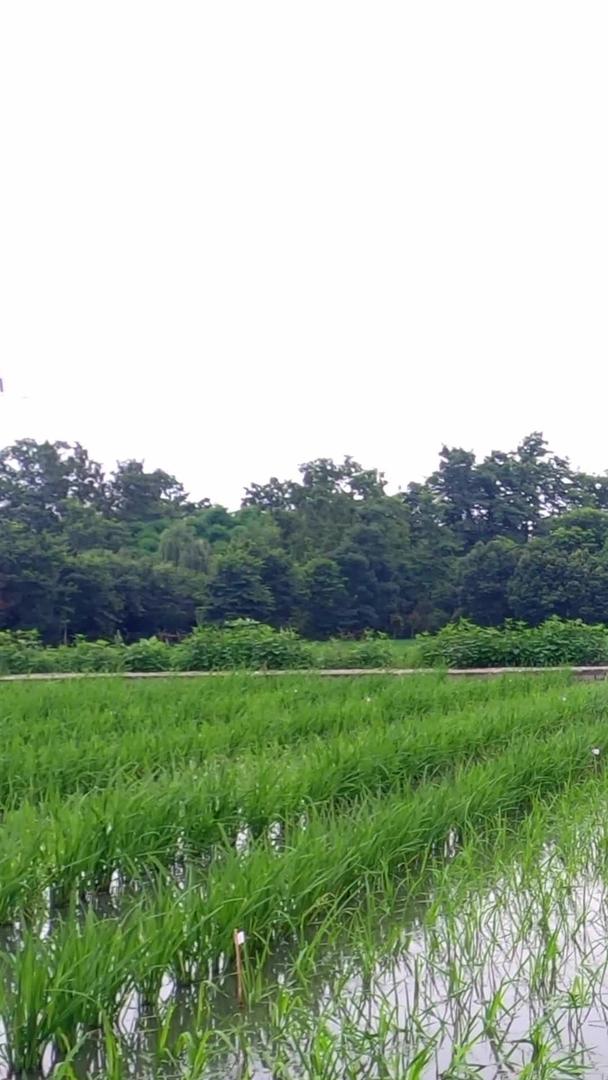 实拍农民在水田秧苗打药驱虫视频的预览图