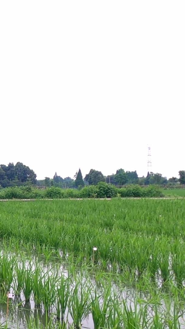 实拍农民在水田秧苗打药驱虫视频的预览图