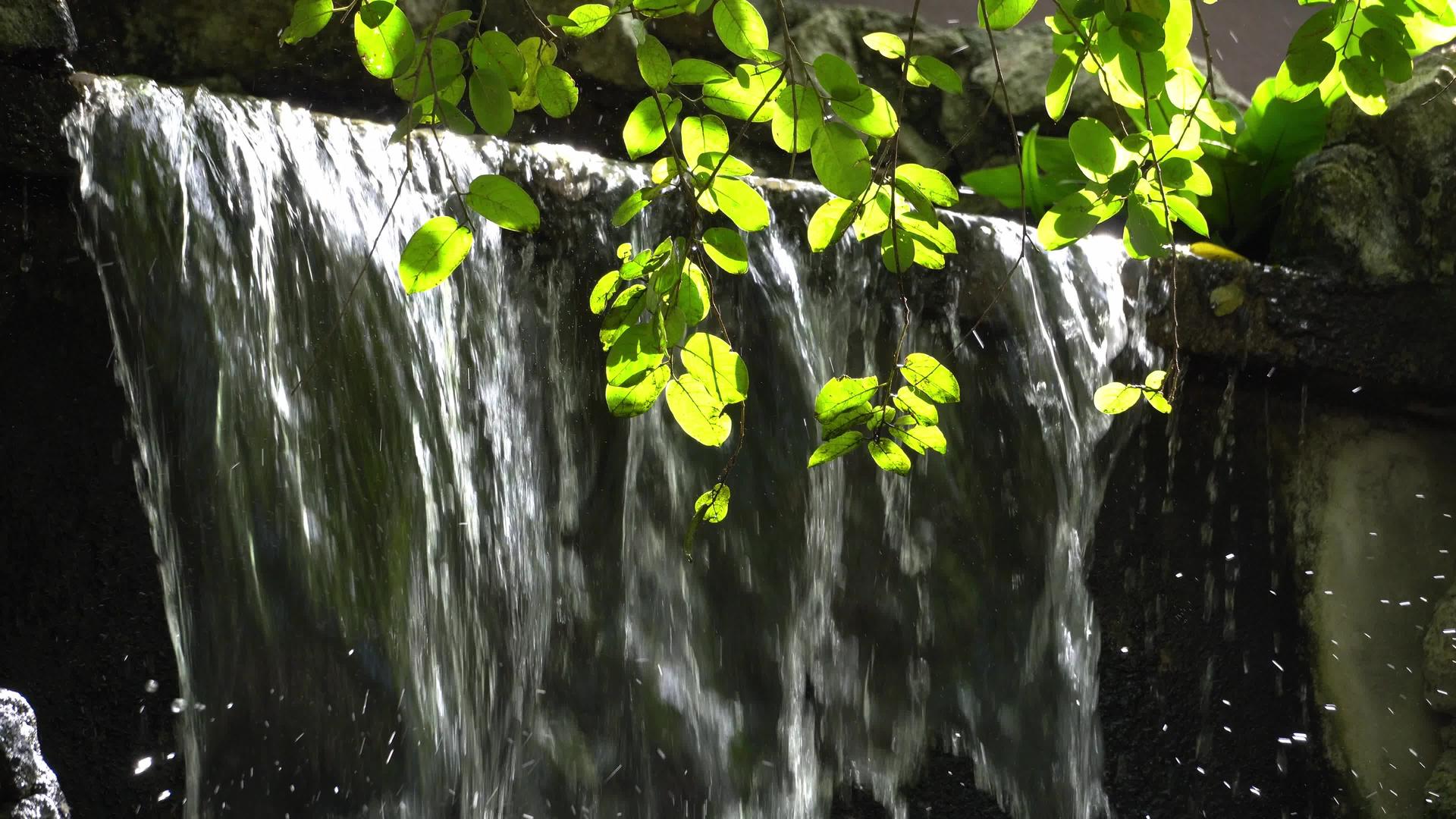 人造瀑布的绿叶在阳光下闪耀视频的预览图