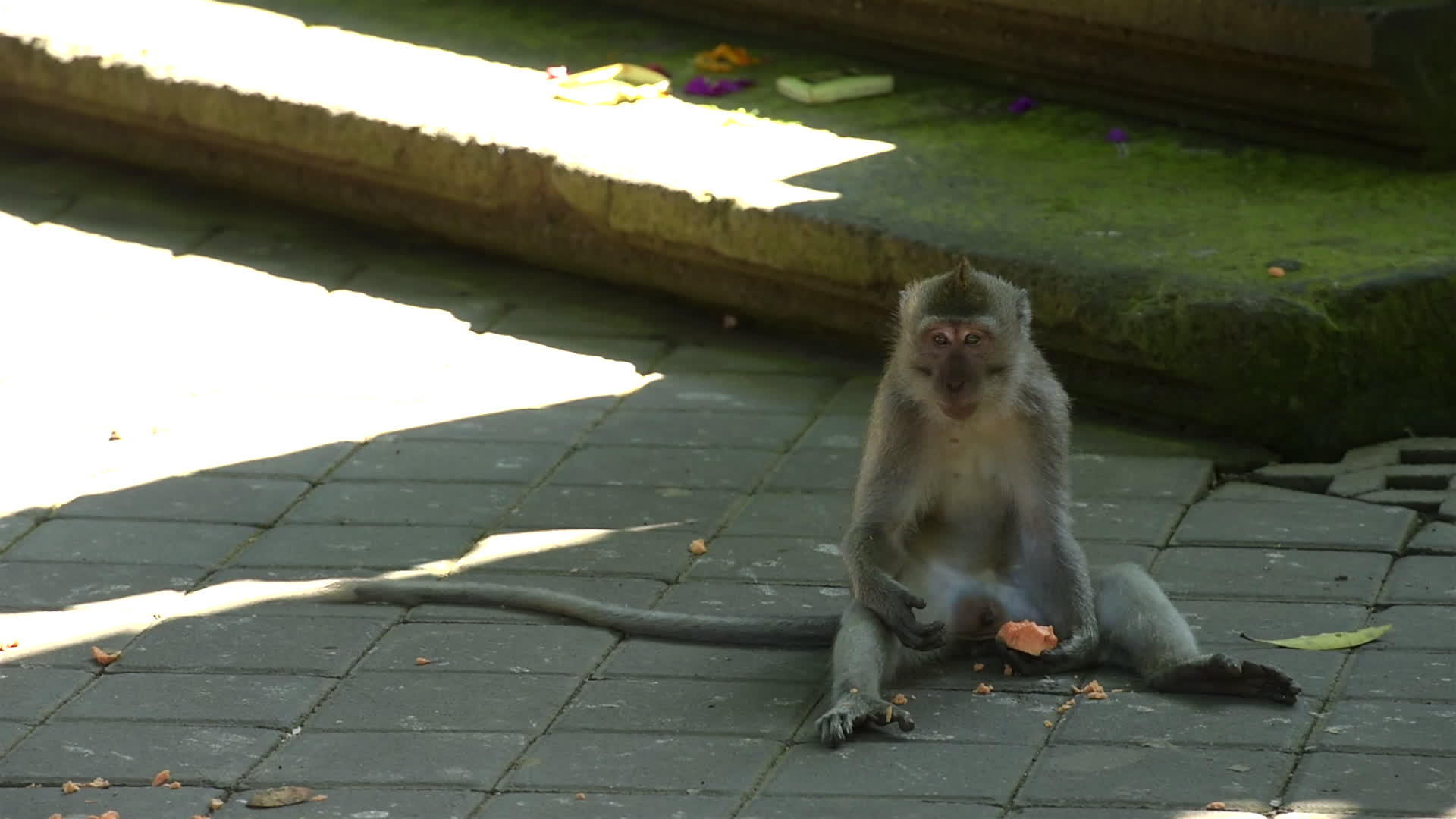 猴子森林乌布德巴利印地安人视频的预览图