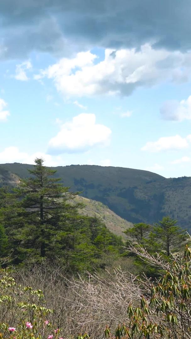 5A景区神农架森林板壁岩景区延时集合视频的预览图