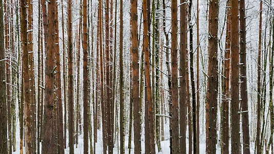 冬季树木从树干到透视地块落叶松树干森林抽象背景视频的预览图