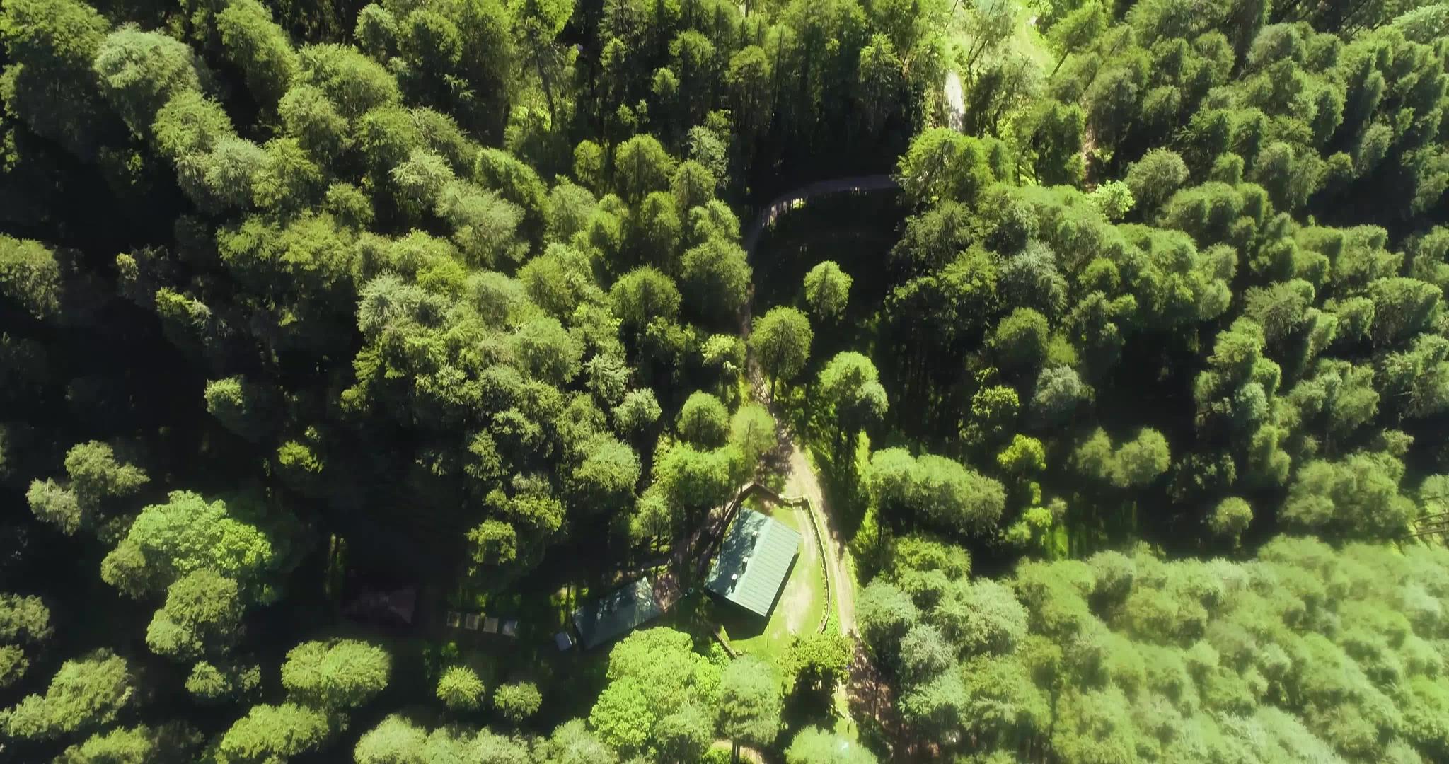 在山区被绿松林绕的孤独小屋在空中观察视频的预览图