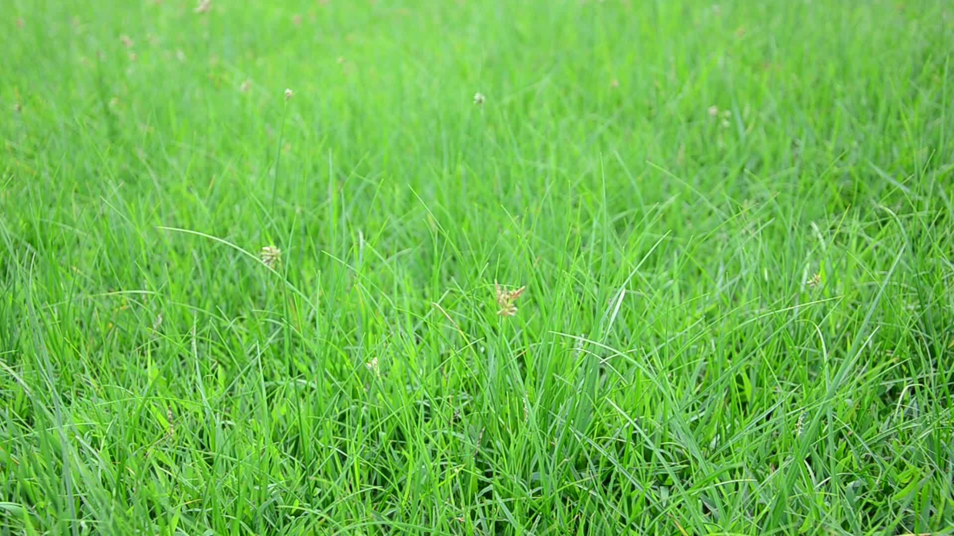 农村绿草地视频的预览图