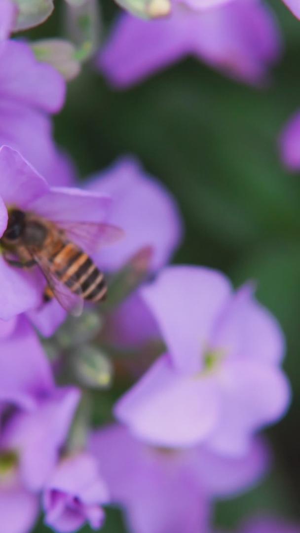 粉红色紫罗兰辛勤蜜蜂采蜜蜂视频的预览图