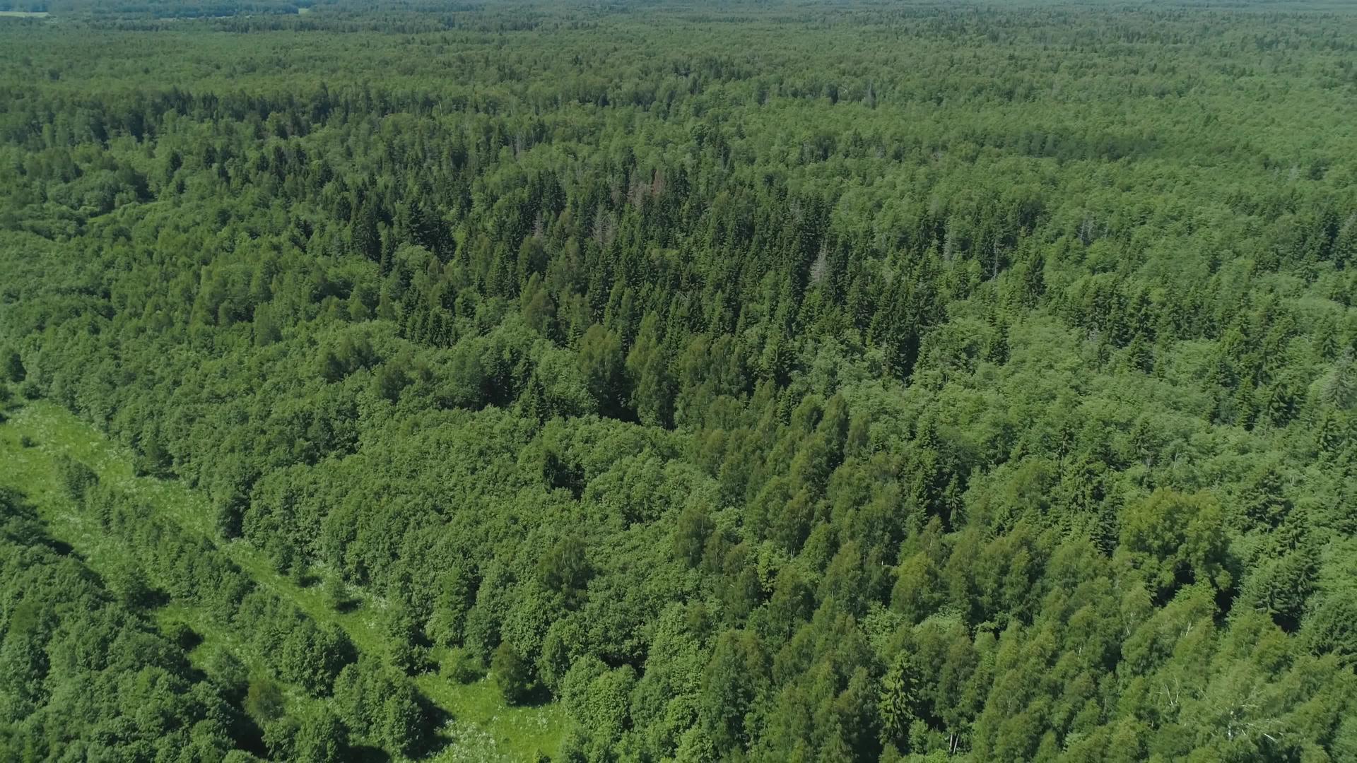 飞越绿林上空视频的预览图