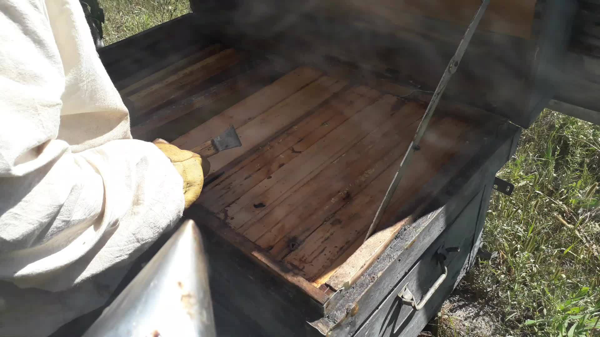 在蜂巢中熏蒸蜜蜂的烟雾视频的预览图