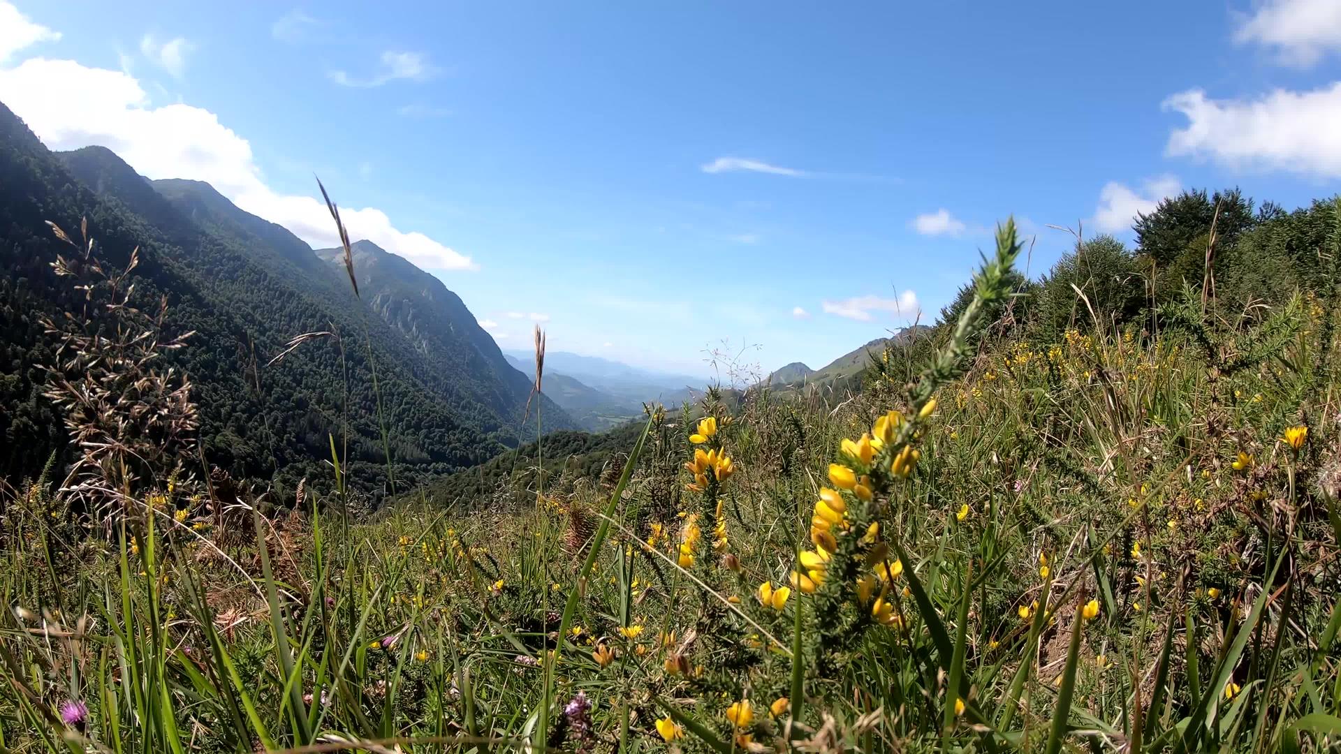 美丽的山花景观视频的预览图