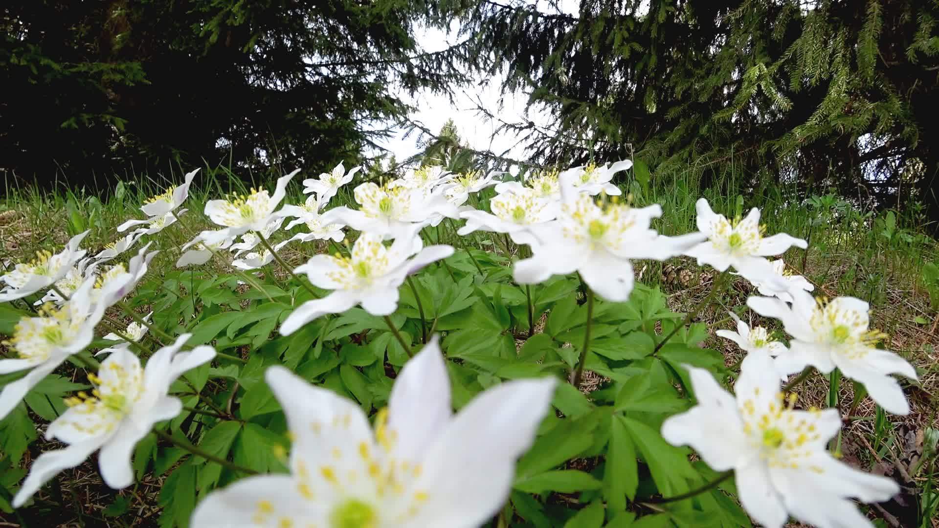 美丽的春花阿内蒙生长在大自然的森林里视频的预览图
