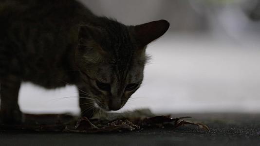 流浪猫喂食小猫吃鱼视频的预览图