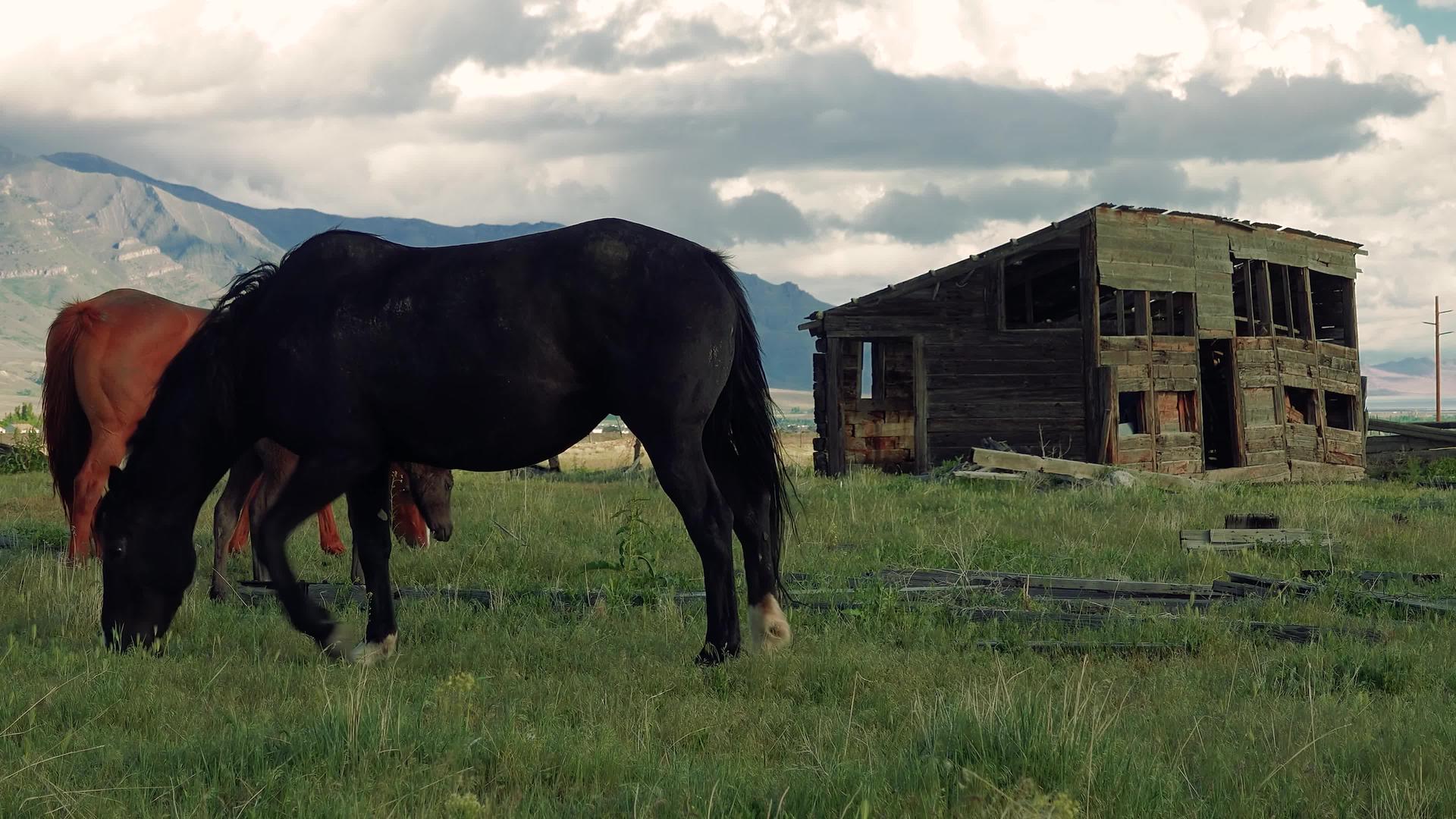 在野外放牧和吃绿草在犹他牧场视频的预览图