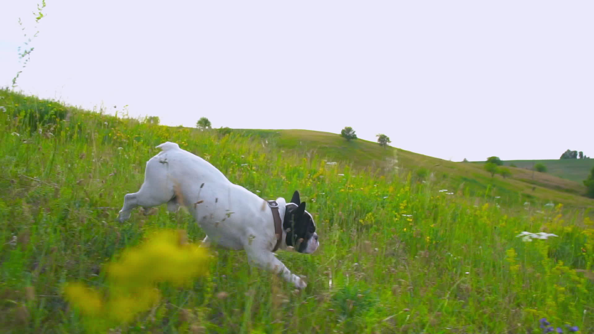 法国斗牛犬视频的预览图