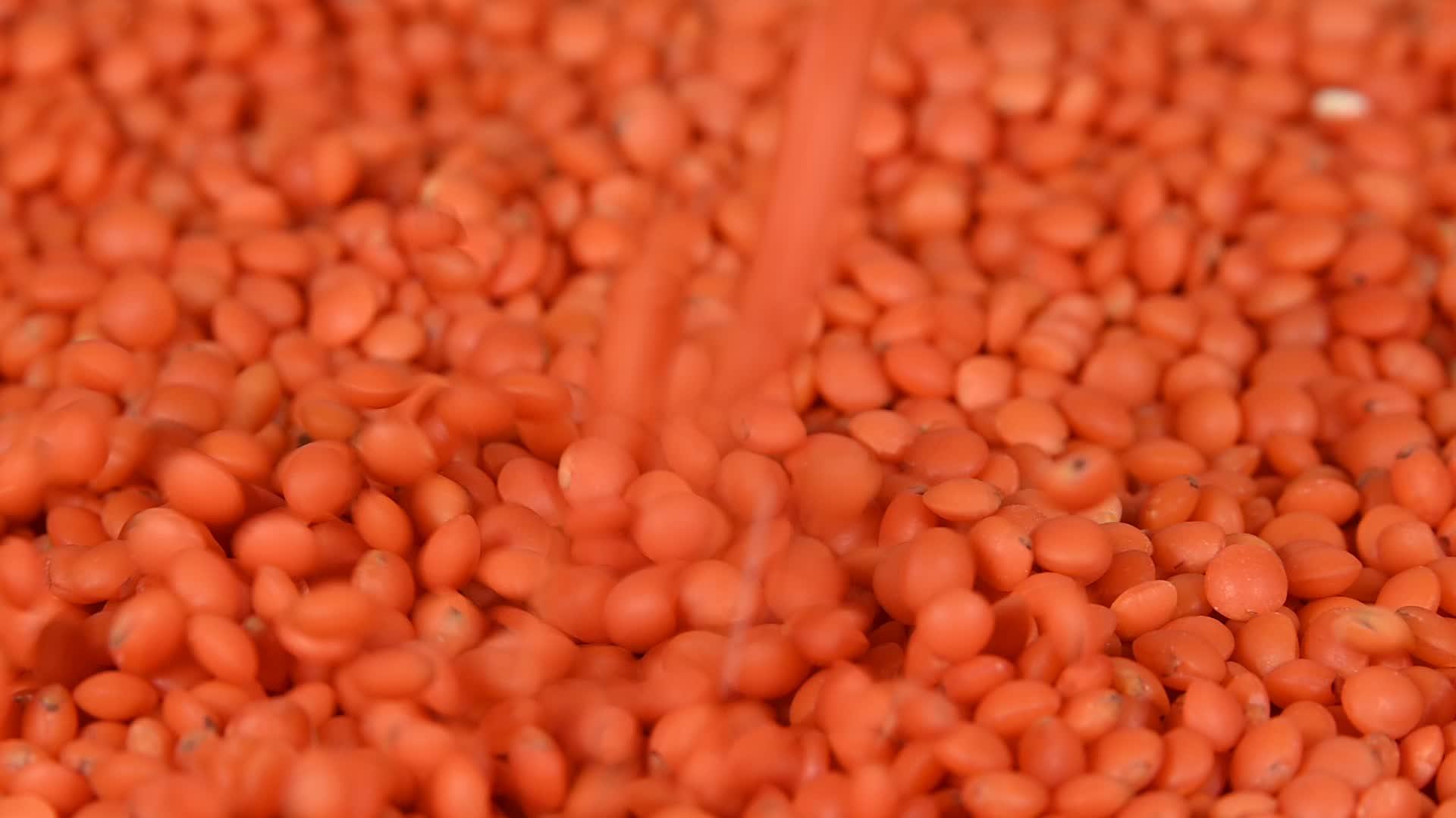 红扁豆落在近底的背景下视频的预览图
