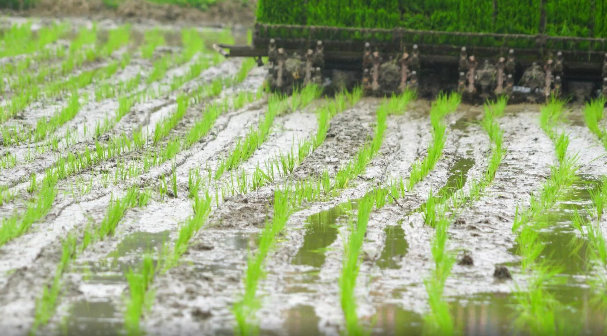 水稻耕种视频的预览图