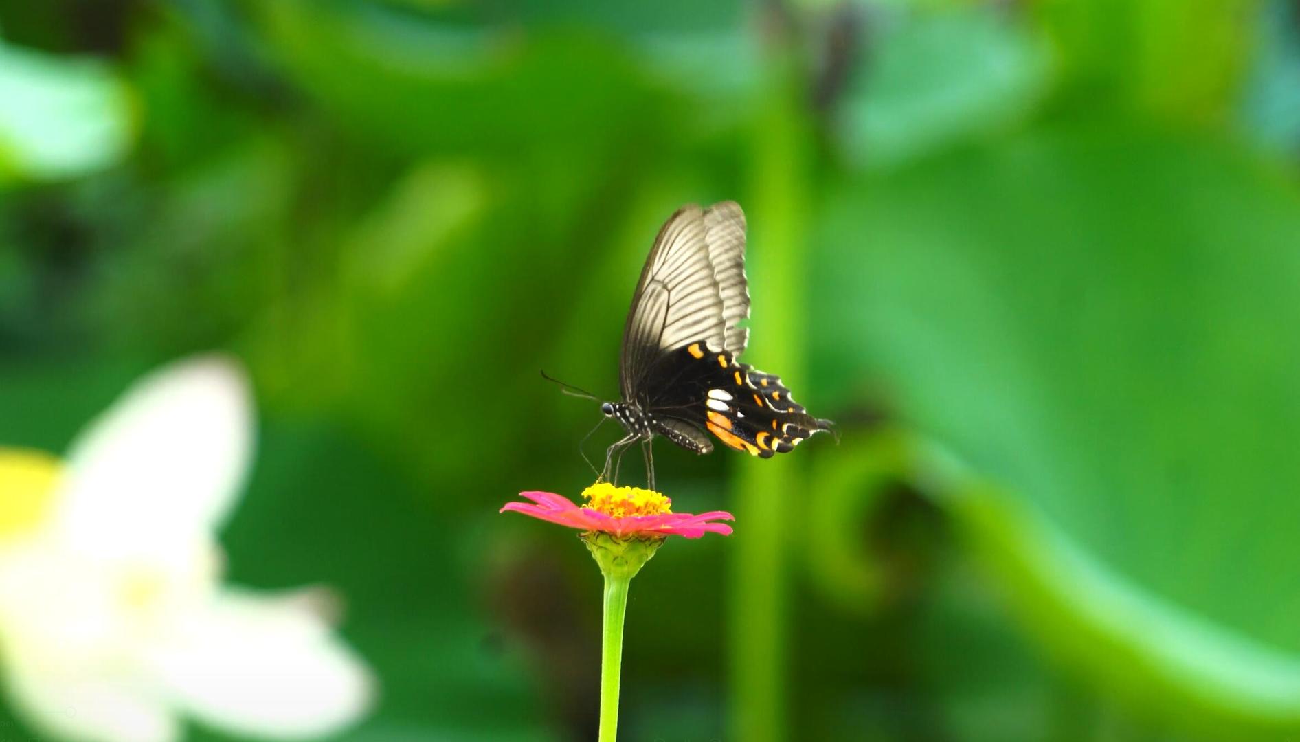 美丽的蝴蝶传播花粉视频的预览图
