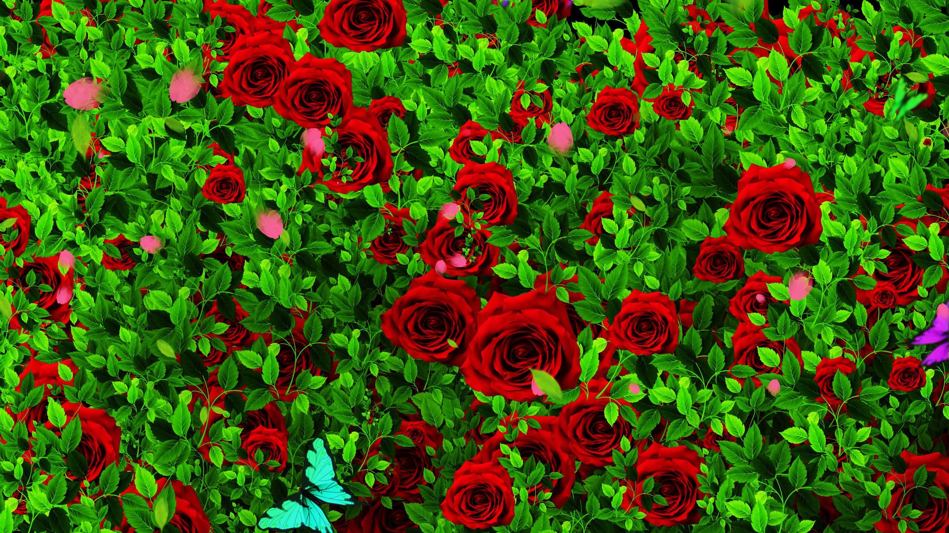 4K唯美的玫瑰花墙背景素材视频的预览图