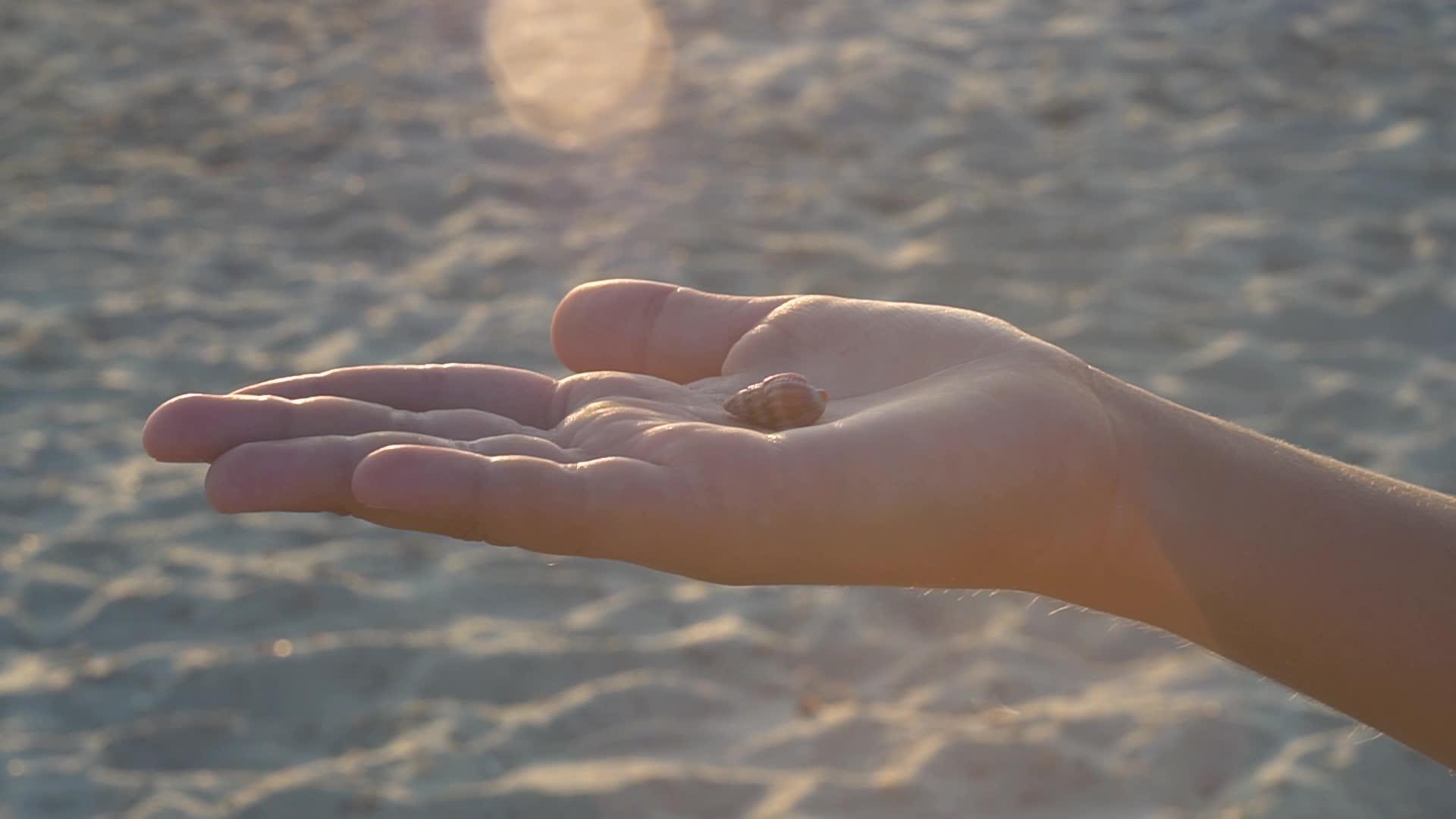 手掌中的海壳视频的预览图