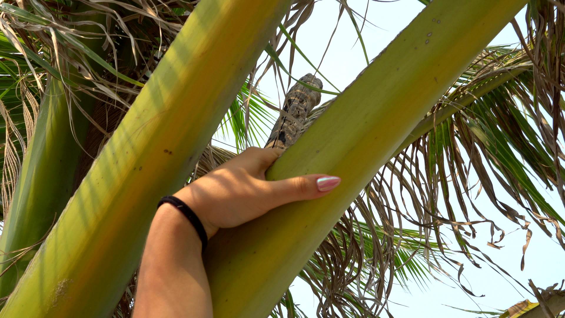 女人轻轻地握住椰枣枝视频的预览图
