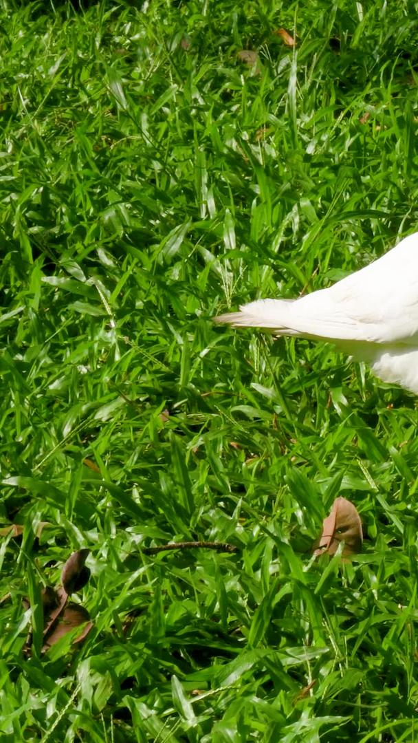 白鸽在草地上行走视频的预览图