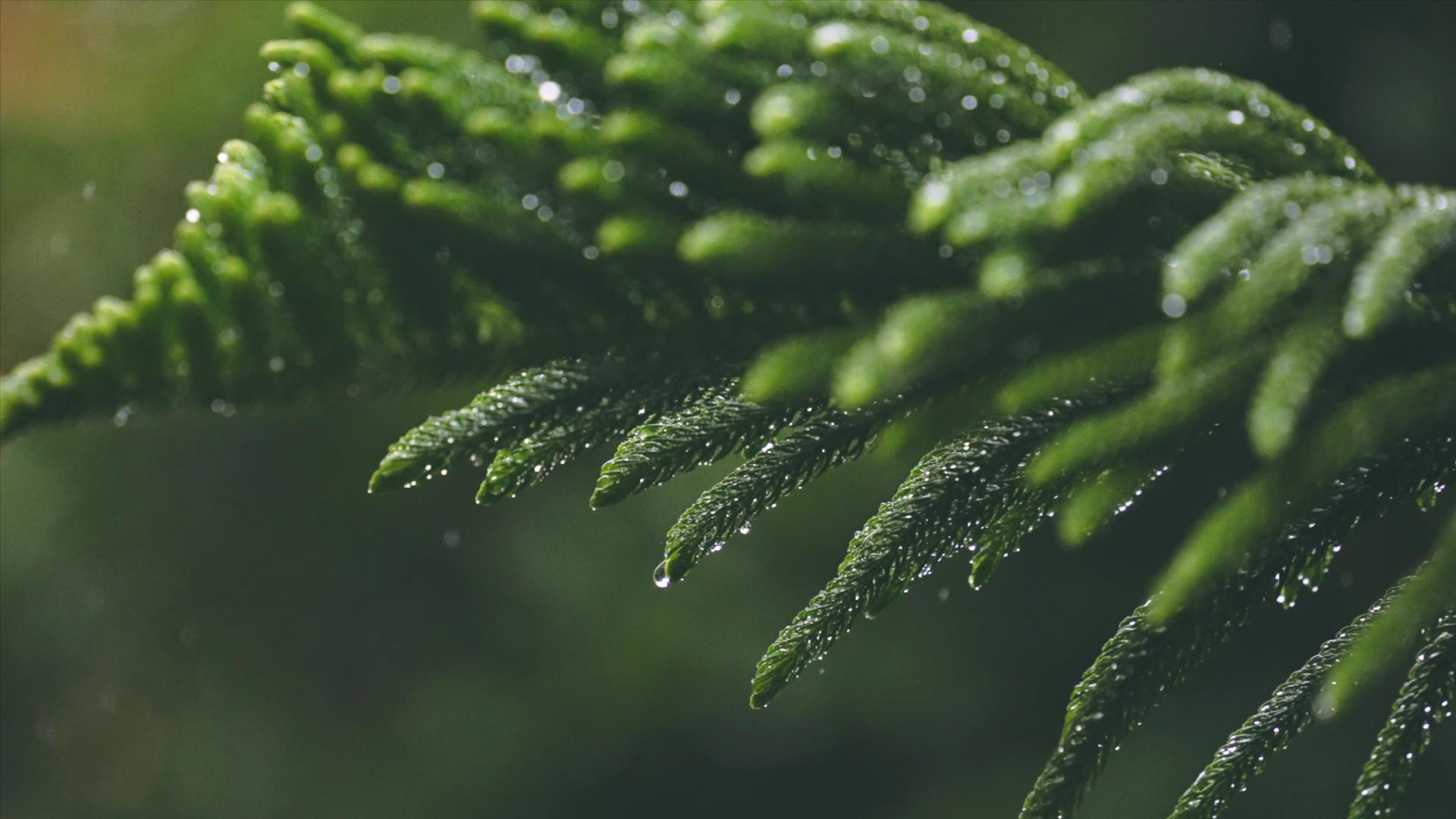 4K升格雨水打在植物的叶子上视频的预览图