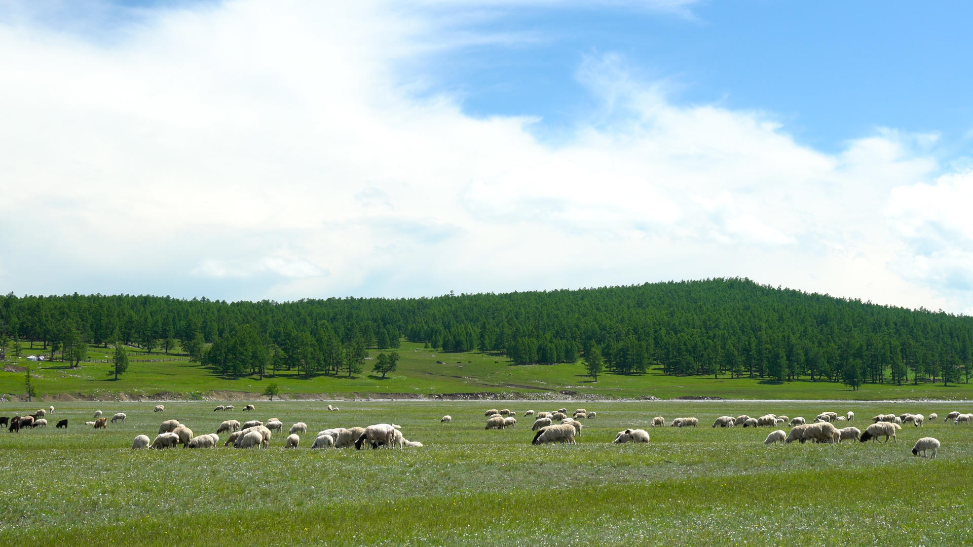 草原中的羊群4K合集视频的预览图
